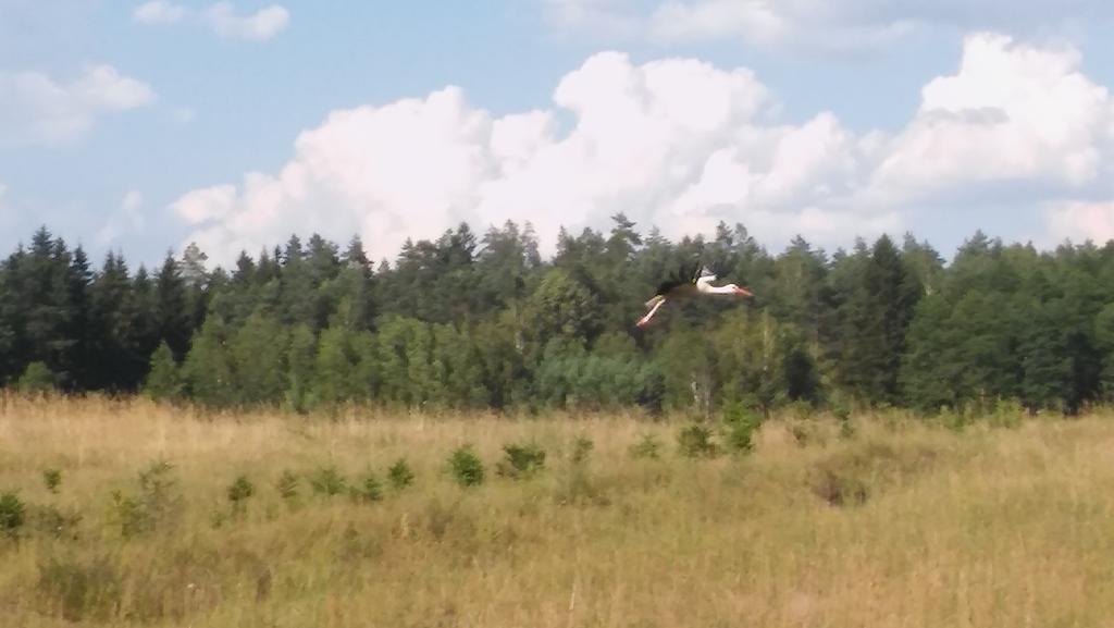 Domek Lesna Przystan Strekowizna Εξωτερικό φωτογραφία